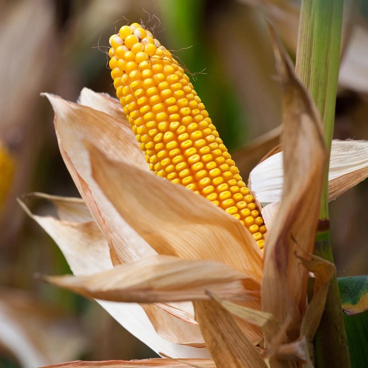 Yellow Corn